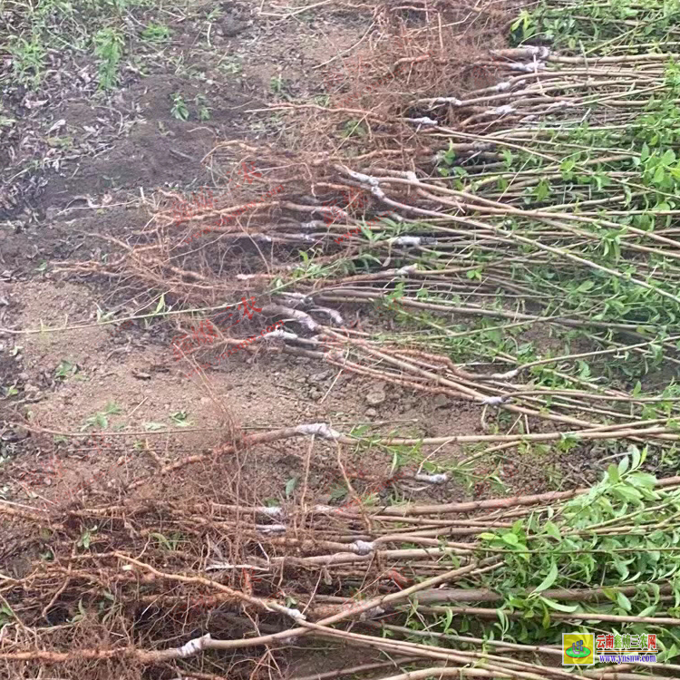 昆明官渡華山松苗多少錢一棵 華山松苗木批發基地 華山松苗木圖片