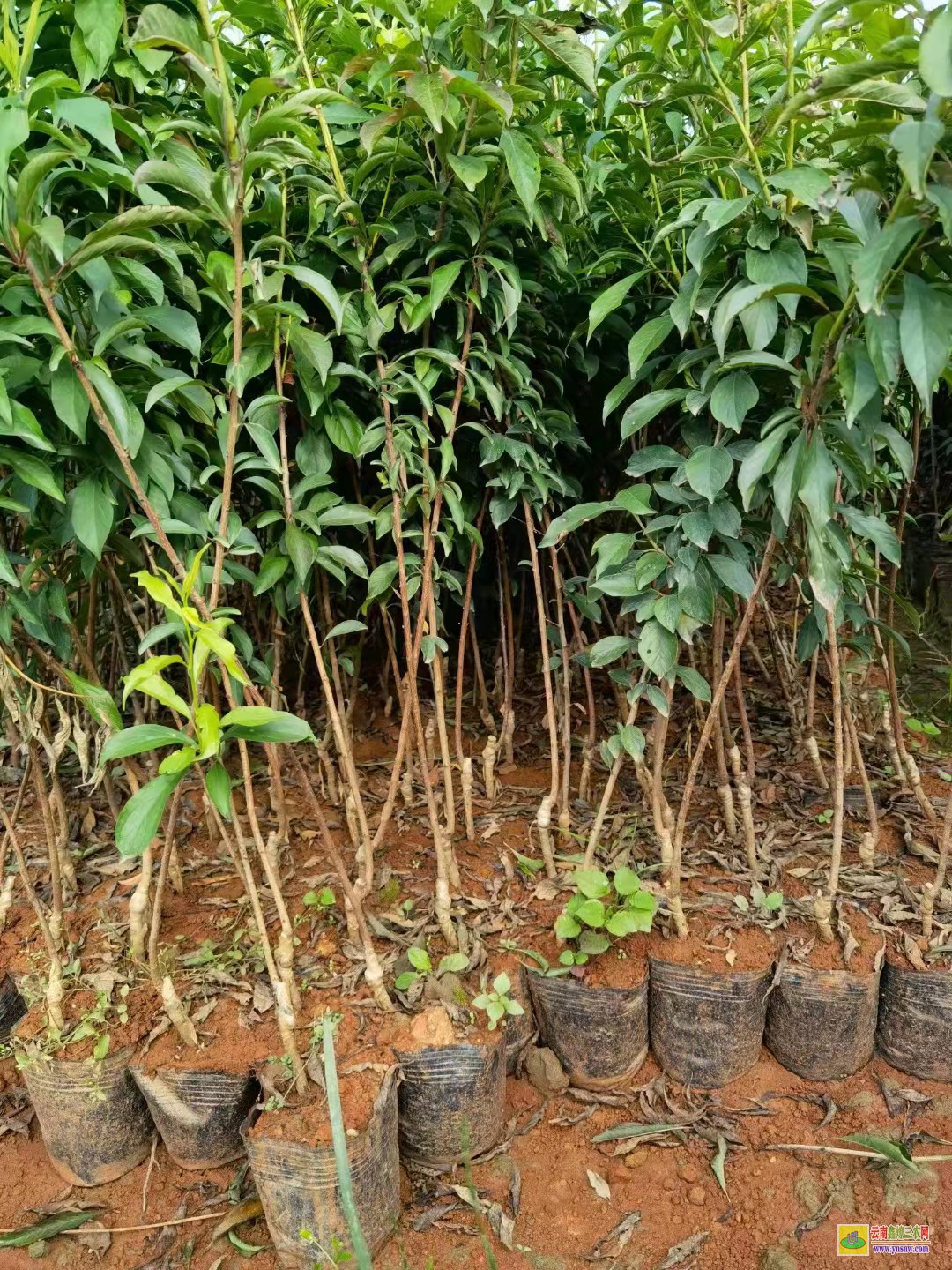 昆明官渡華山松苗多少錢一棵 華山松苗木批發基地 華山松苗木圖片