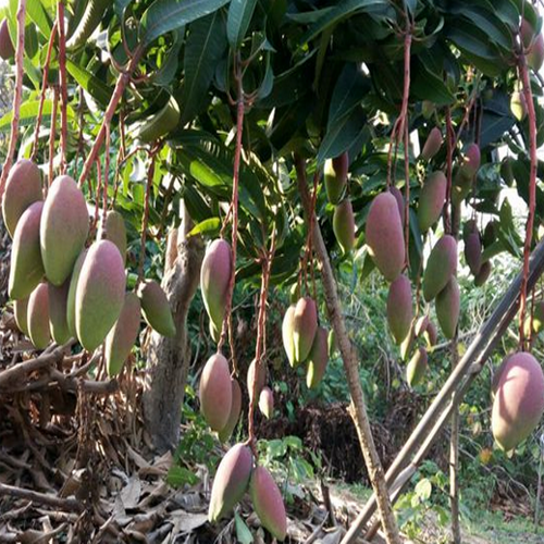 馬山金煌芒果果苗|芒果苗盆栽|批發芒果苗