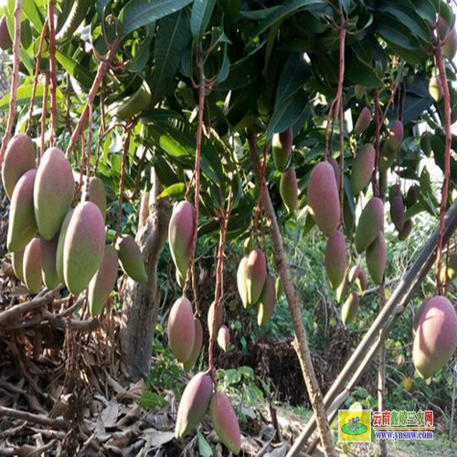 容縣廣西桂七芒果苗批發(fā)|紅貴妃芒果苗基地|青芒果苗批發(fā)