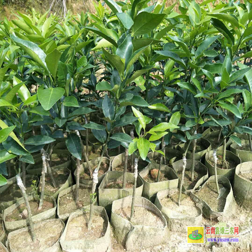 柳城貴妃芒果苗多少錢一棵|紅貴妃芒果苗基地|芒果苗批發