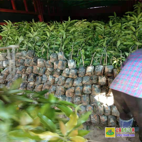 武鳴金煌芒果果苗|紅貴妃芒果苗基地|青芒果苗批發(fā)