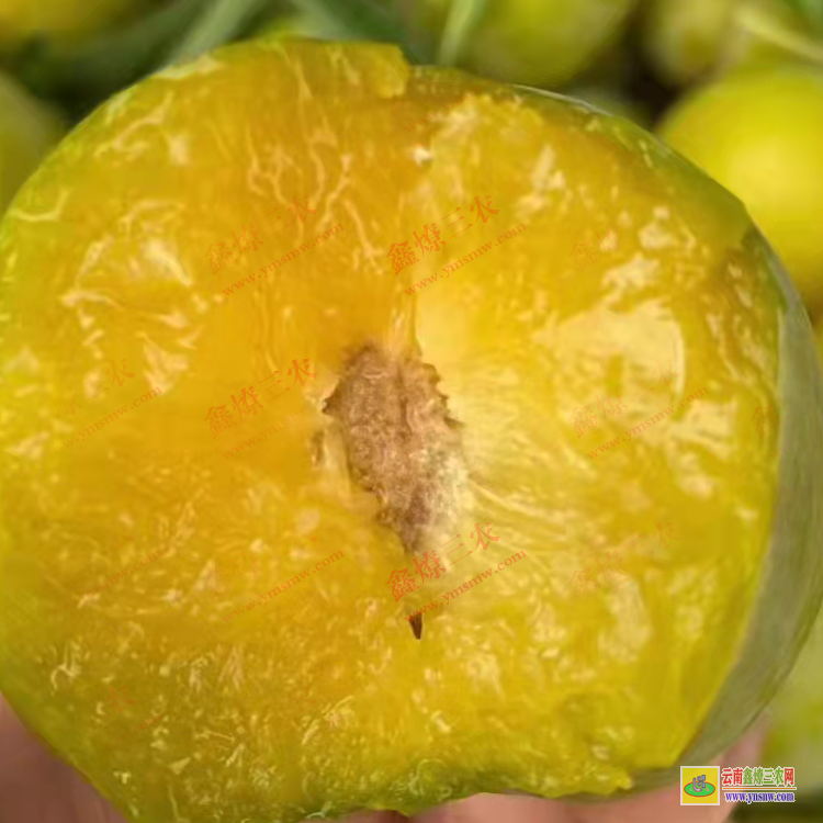 普洱景東華山松苗多少錢一棵 華山松苗木規格 華山松苗木圖片