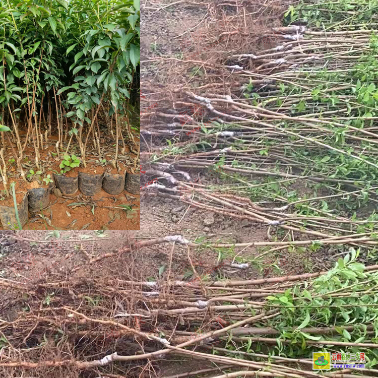 臨滄鳳慶華山松苗多少錢一棵 華山松苗木規格 華山松苗木圖片