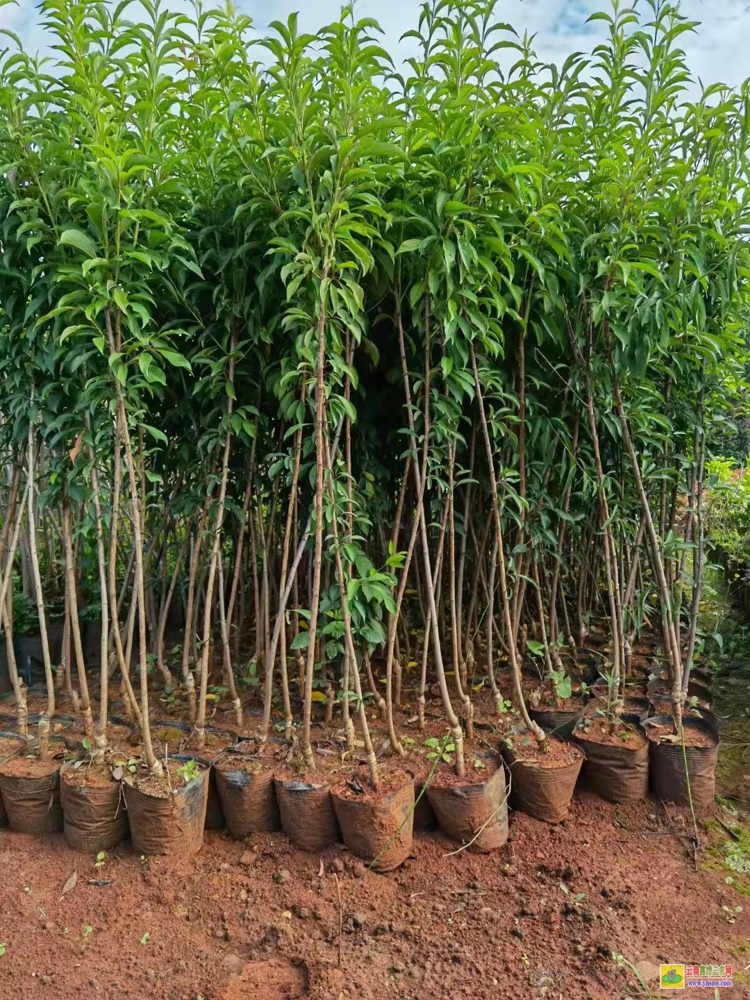 大理賓川華山松苗多少錢(qián)一棵 華山松苗木批發(fā)基地 華山松苗木圖片