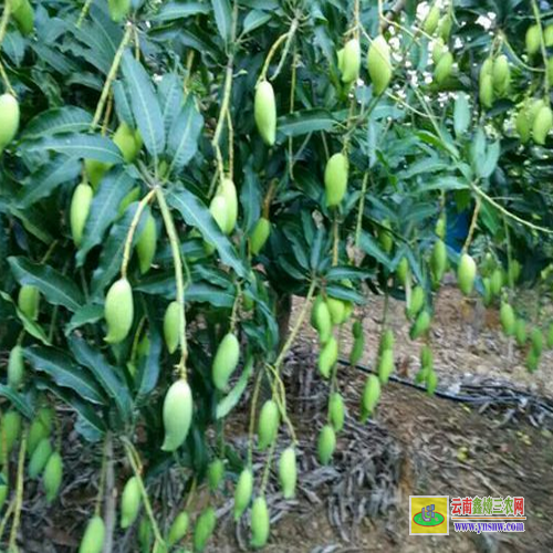 永福貴妃芒果苗一棵|紅貴妃芒果苗基地|芒果苗批發(fā)