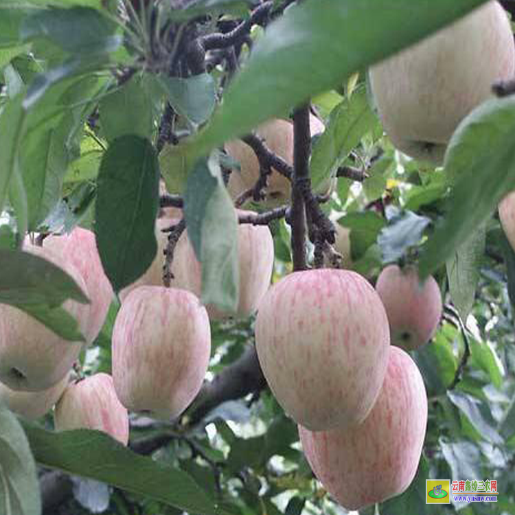 永德紅露蘋果苗種植方法 紅露蘋果苗怎么修剪 紅露蘋果苗品種