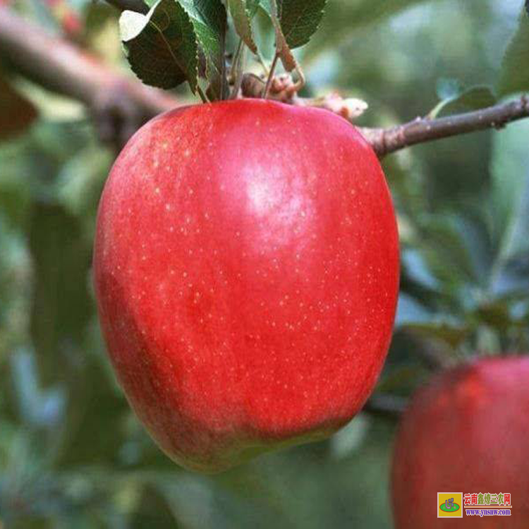 彝良紅露蘋果苗種植方法 紅露蘋果苗怎么修剪 紅露蘋果苗品種