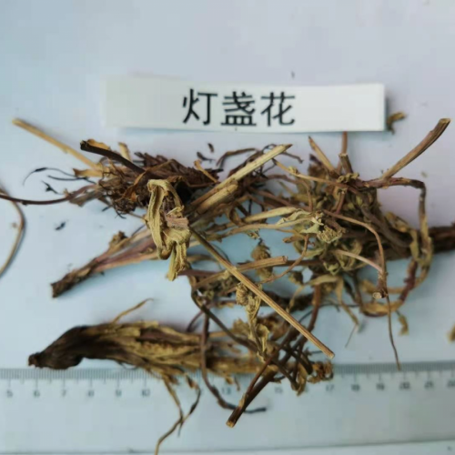 云南昭通燈盞花價格的暴漲暴跌| 燈盞花價格及種植方法|