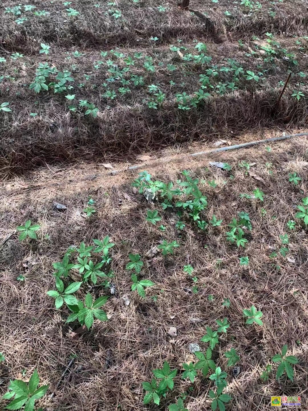 昆明宜良白三七苗子| 好的三七苗可以吃|三七苗多少錢一棵