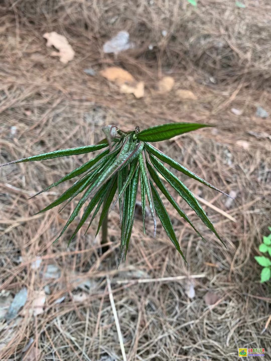 普洱景谷白三七苗子| 好的三七苗可以吃|三七苗多少錢一棵