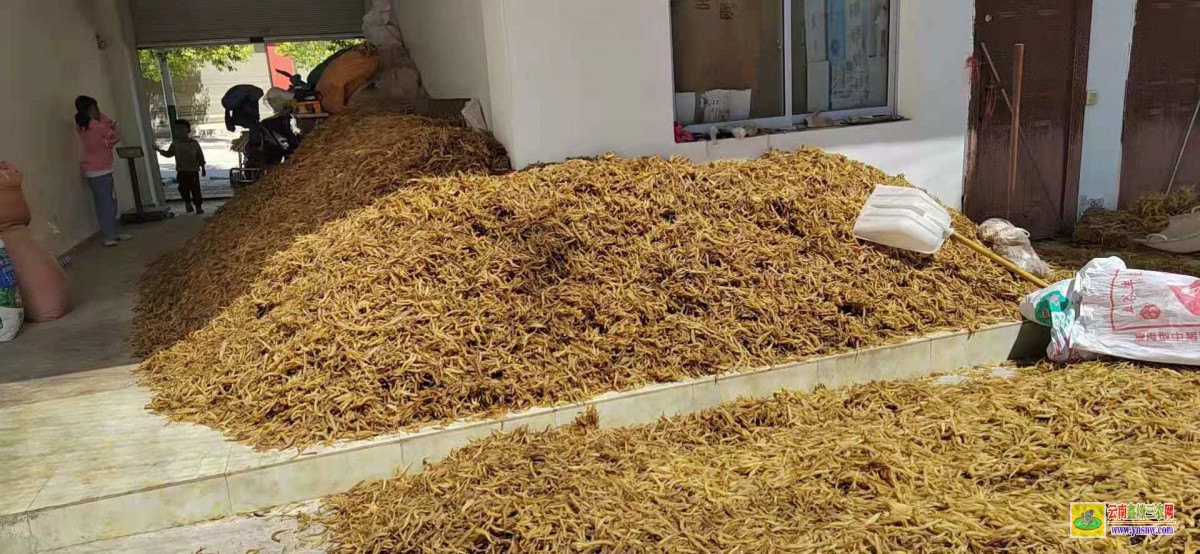 香港天門藥材種植示范社|天門冬基地價格|云南天門冬苗價格