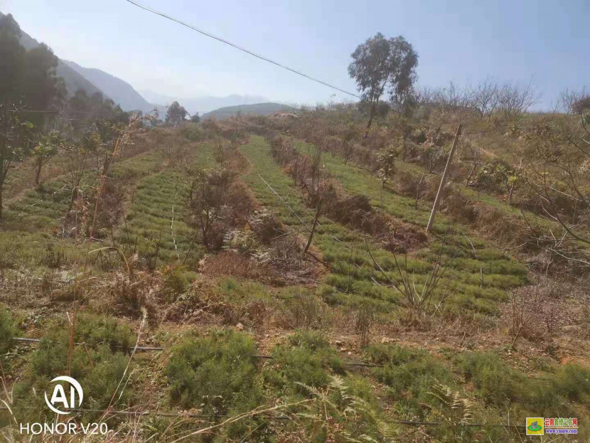 江西天門藥材種植示范社|天門冬基地價格|云南天門冬苗價格