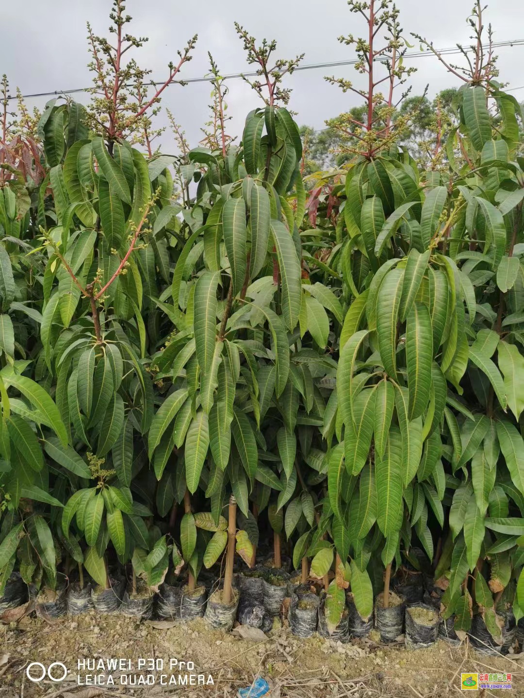 興寧貴妃芒果苗一棵|晚熟芒果苗價格|產地芒果苗多少錢