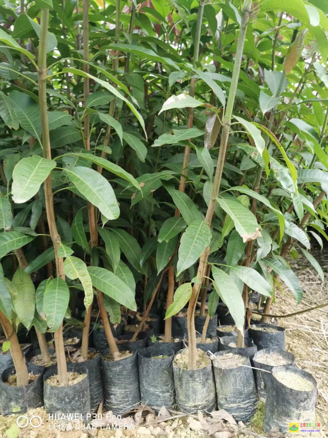和平貴妃芒果苗一棵|芒果苗價格表|產地芒果苗多少錢