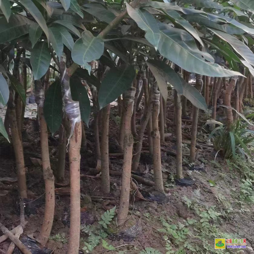 雷州貴妃芒果苗一棵|晚熟芒果苗價格|產地芒果苗多少錢