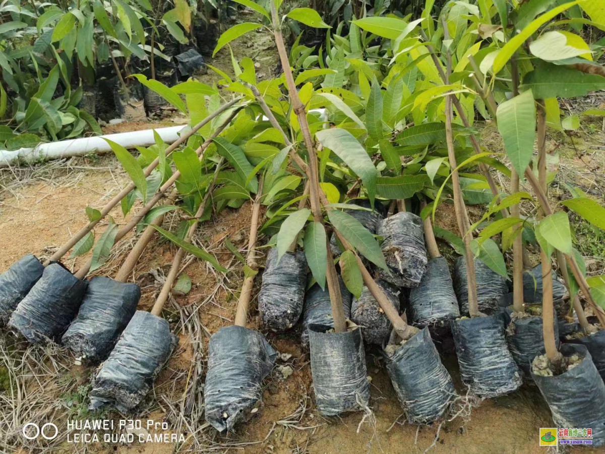 源城貴妃芒果苗一棵|桂七芒果苗批發|產地芒果苗多少錢