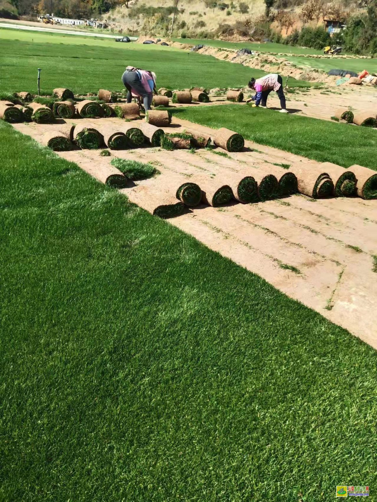 富寧混播草坪的品種 附近混播草坪批發市場 混播草坪單價