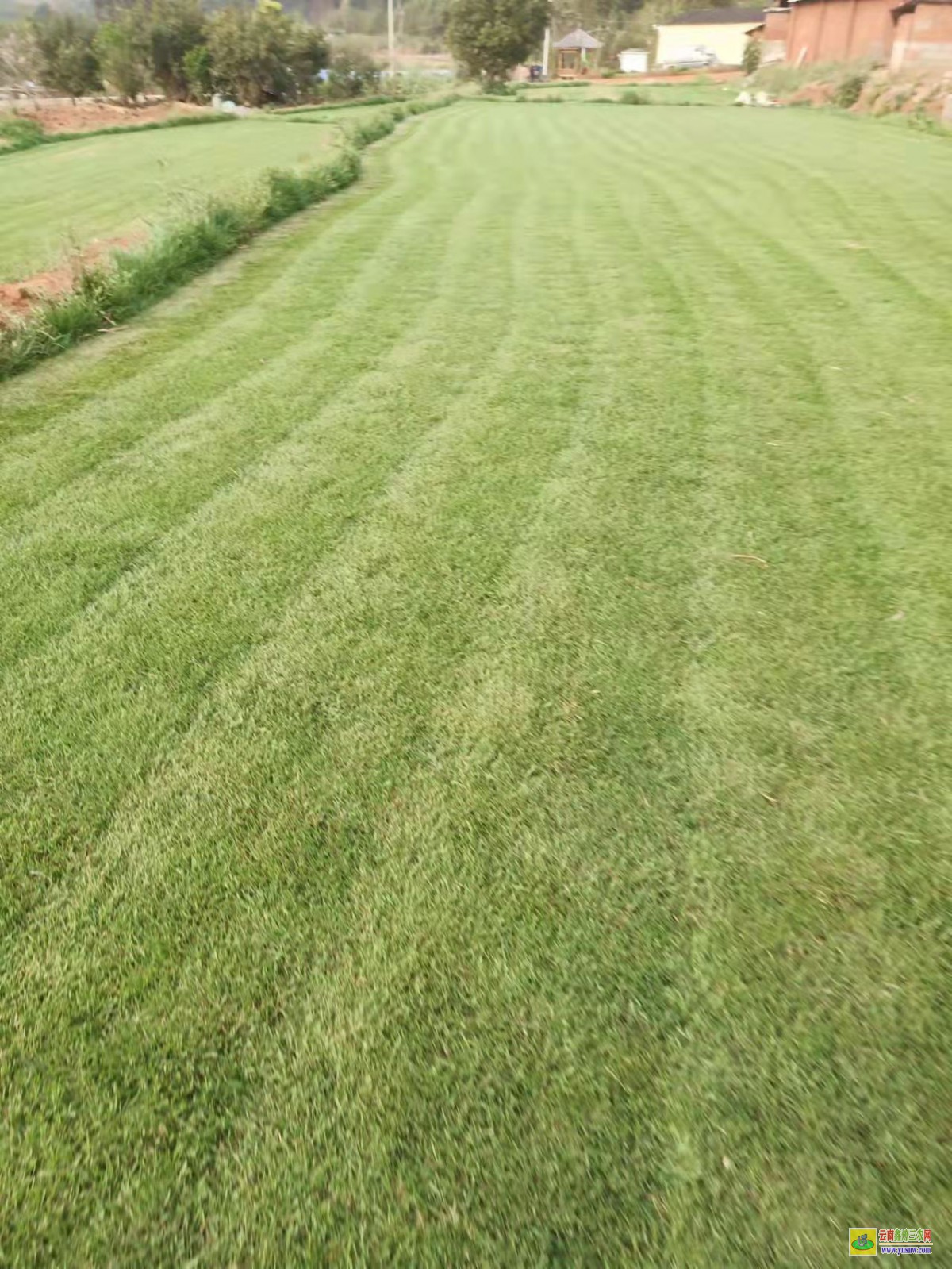 五華混播草坪的品種 附近混播草坪批發市場 混播草坪單價