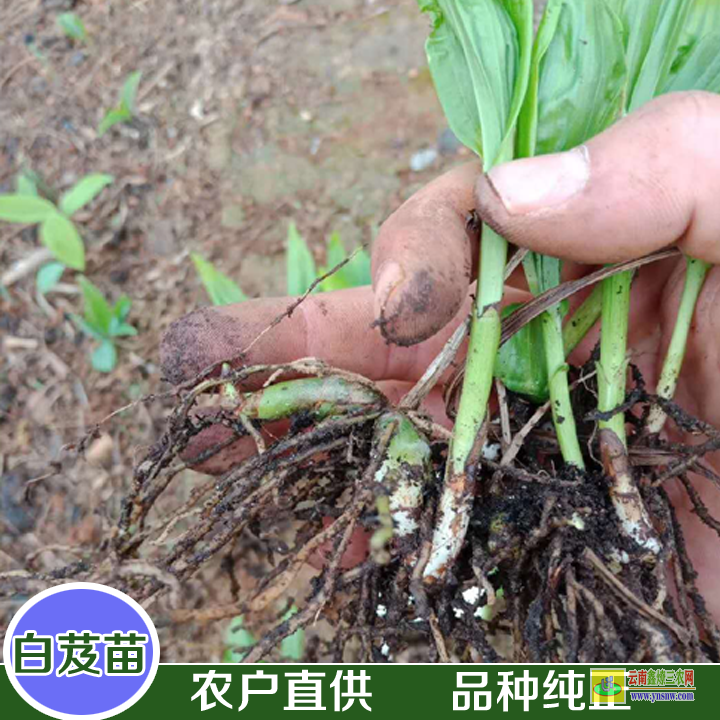 曲靖富源白芨苗圖片百芨的用途與功效| 白芨苗種植技術(shù) 白芨苗價(jià)格多少錢一株