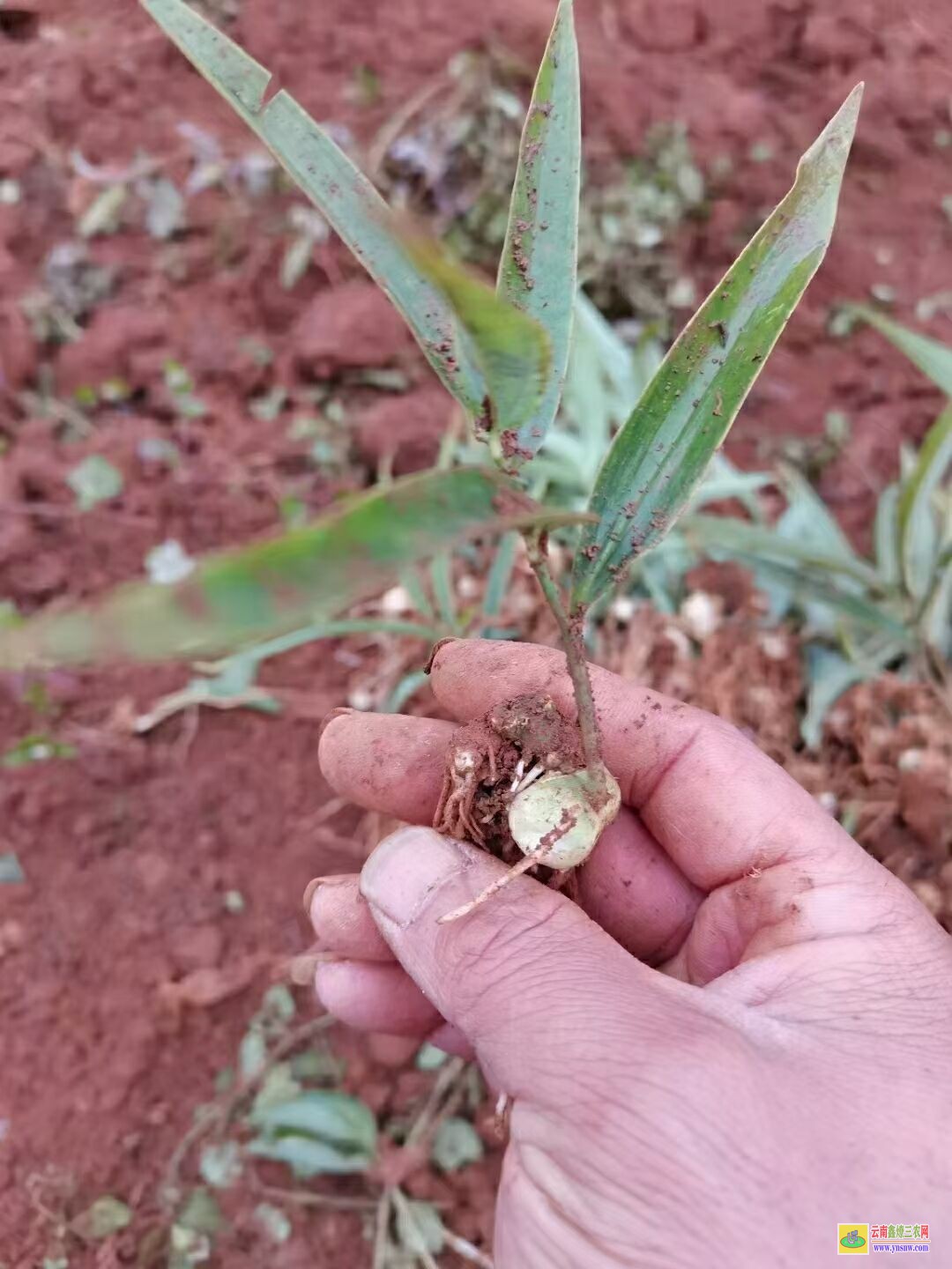 巴中黃精苗的種植技術| 黃精苗種植基地 黃精苗價格查詢網