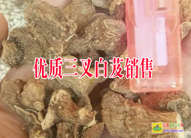 大理洱源白芨苗種多少天出土| 白芨苗圖片作用 白芨苗價(jià)格多少錢一株