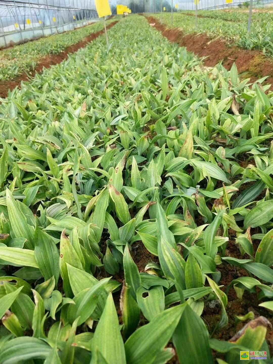 益陽黃精苗的種植技術(shù)| 黃精苗種植基地 黃精苗價(jià)格查詢網(wǎng)