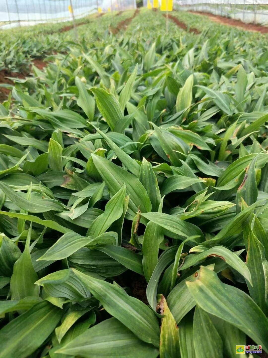 益陽黃精苗的種植技術(shù)| 黃精苗種植基地 黃精苗價(jià)格查詢網(wǎng)