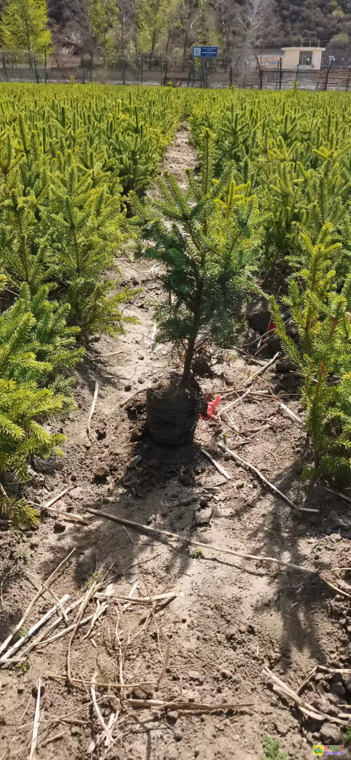 昭通彝良杉樹苗種植方法 水杉樹苗價格表 紅豆杉樹苗