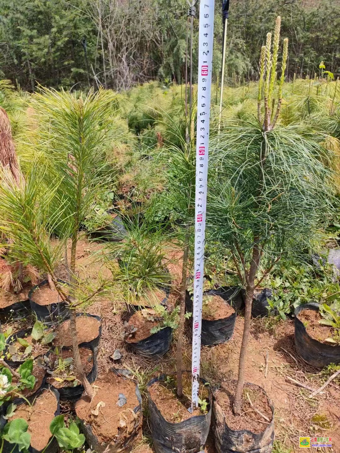 麗江寧蒗杉樹苗哪里有賣 紅杉樹苗批發價格行情 紅豆杉樹苗