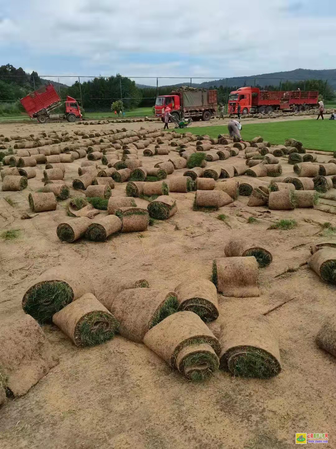 雙江草皮種類及價格| 工地圍墻綠草皮價格 草皮價格表