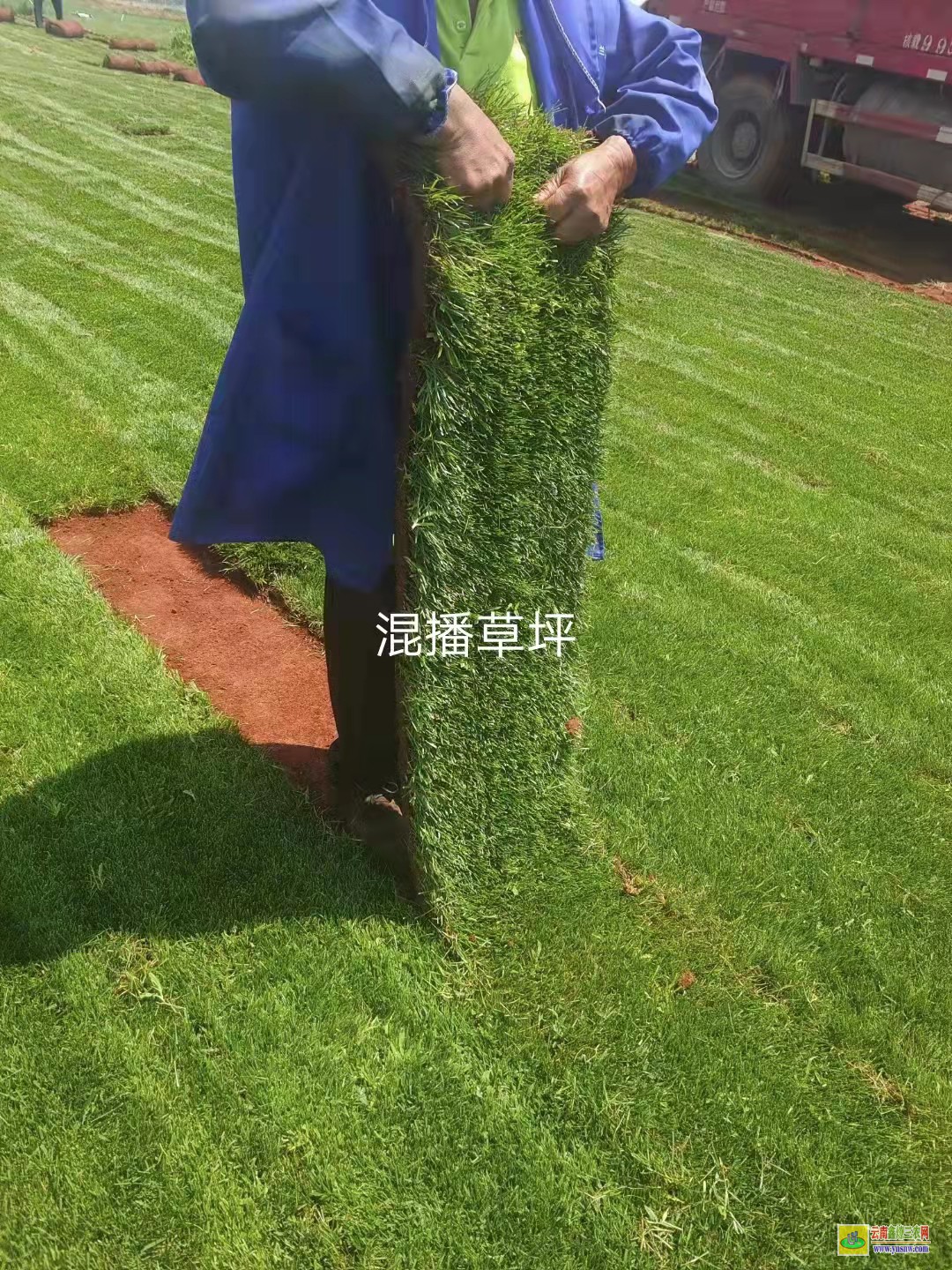 祥云草皮價格一平米多少錢| 綠化草皮一平方價格 草皮價格表