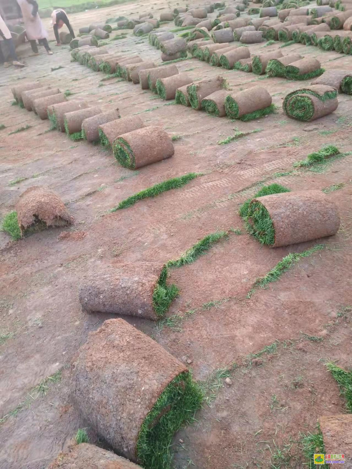 金平草坪價格是多少錢一平方| 綠化草皮一平方價格 馬尼拉草皮價格