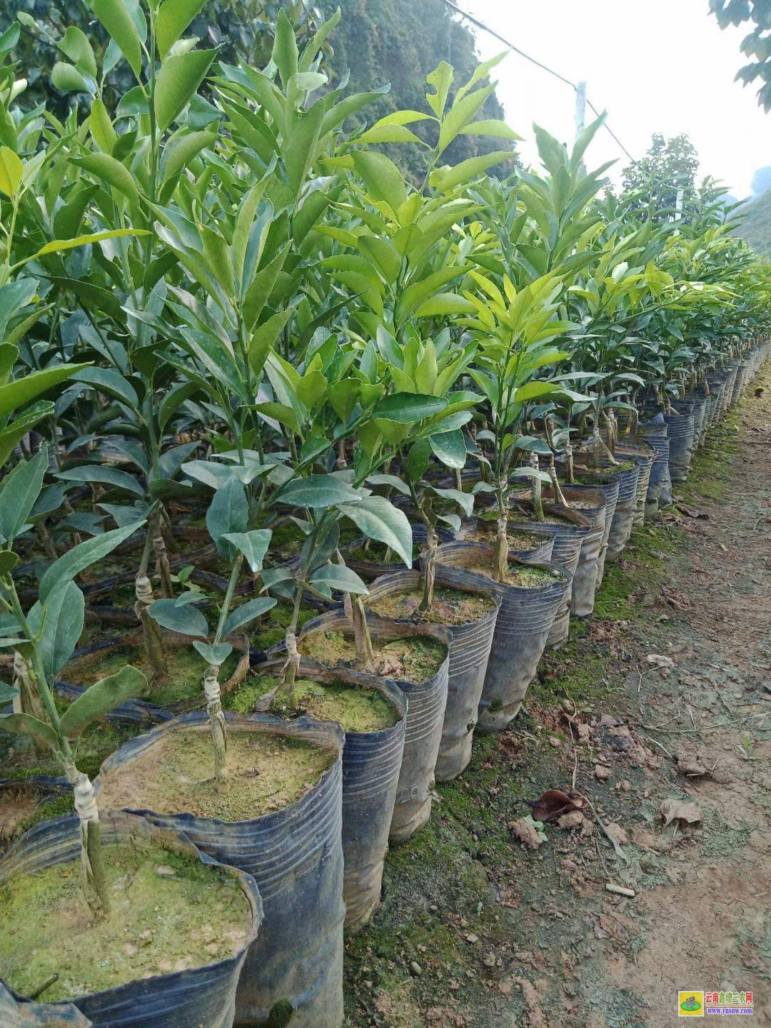 景東沃柑苗到哪里買才正宗 |沃柑種植技術(shù)前景 |沃柑苗哪里有售