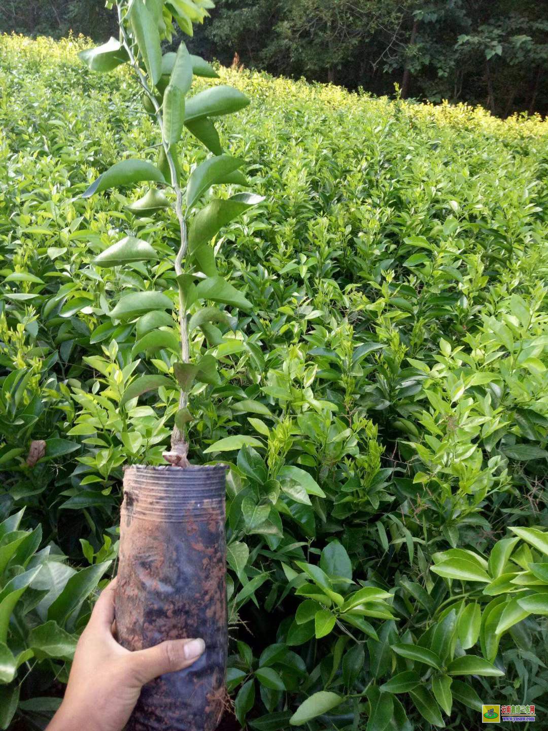 南澗沃柑苗批發(fā)多少錢一棵 |沃柑種植技術前景 |沃柑苗圖片