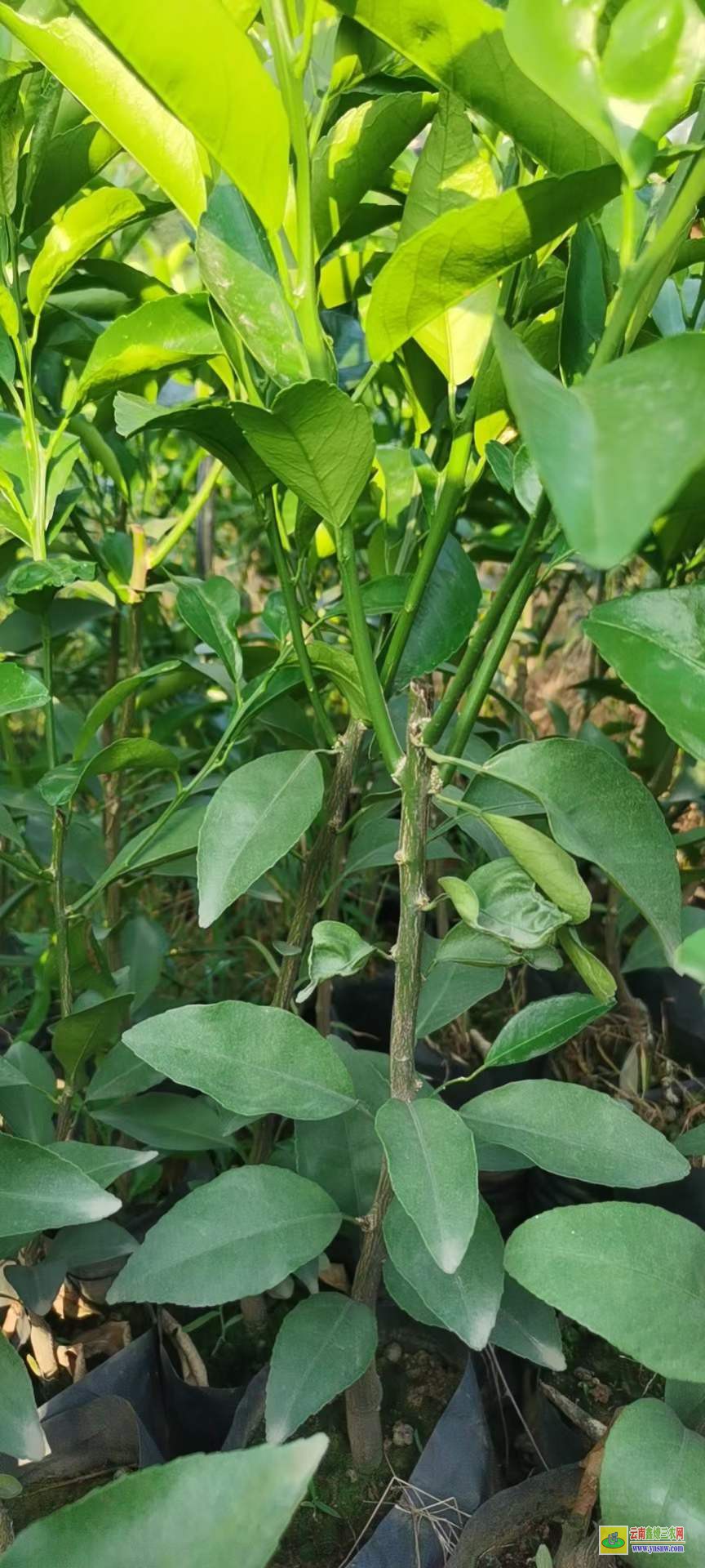 個舊沃柑苗培育基地 |沃柑市場價格行情 |沃柑苗哪里有售
