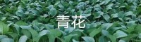 文山廣南昆明蔬菜苗什么地方有售| 云南鐵頭種植技術(shù)