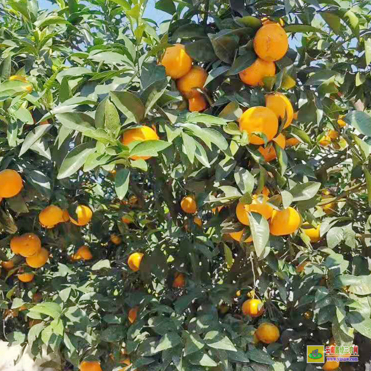 芒市柳州沃柑苗 |云南沃柑苗 |沃柑脫苗