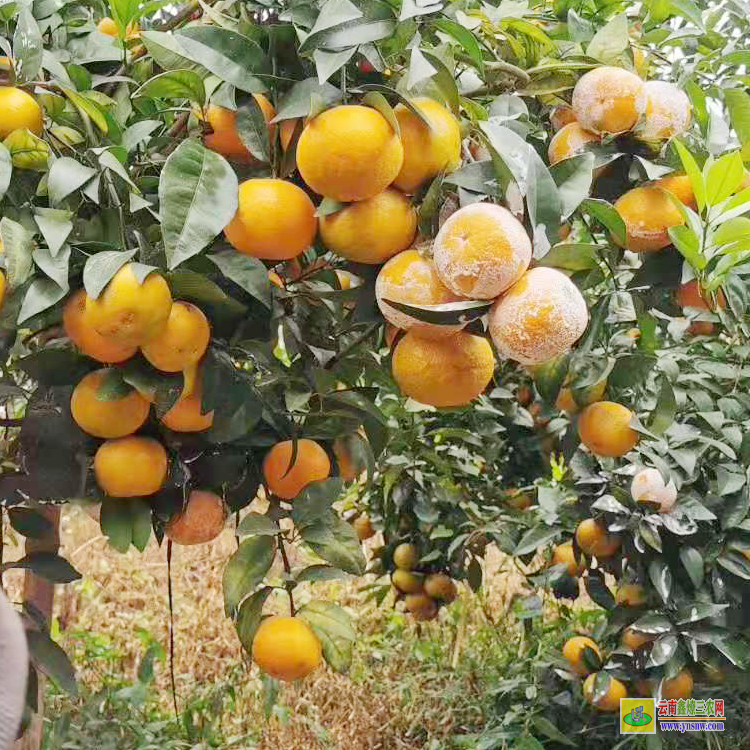 大理廣西南寧哪里有沃柑苗 |廣西沃柑苗 |靈山沃柑苗