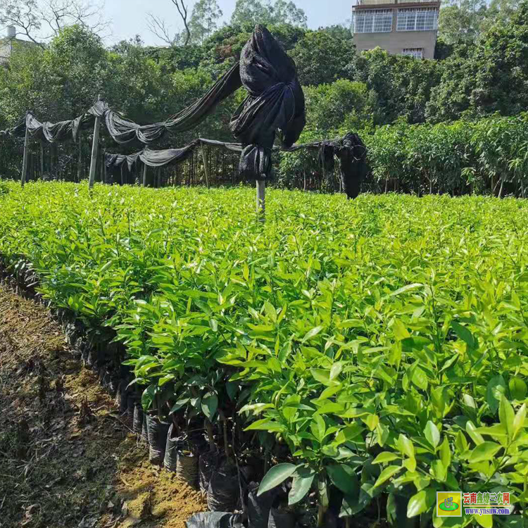 會澤賓川沃柑苗 |無核沃柑苗 |沃柑苗圖片