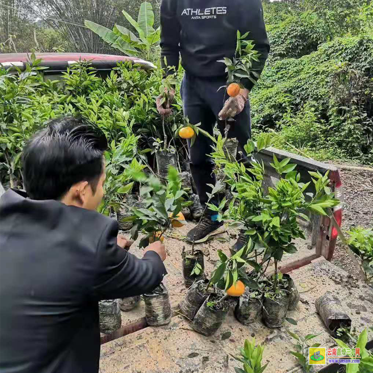 官渡買沃柑苗 |無核沃柑苗 |靈山沃柑苗