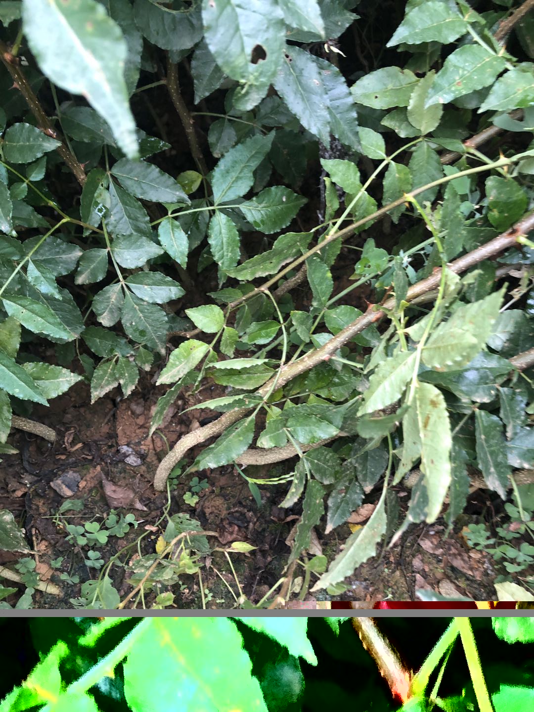 威信花椒苗幾月份種植好|四川花椒苗批發|花椒苗批發基地