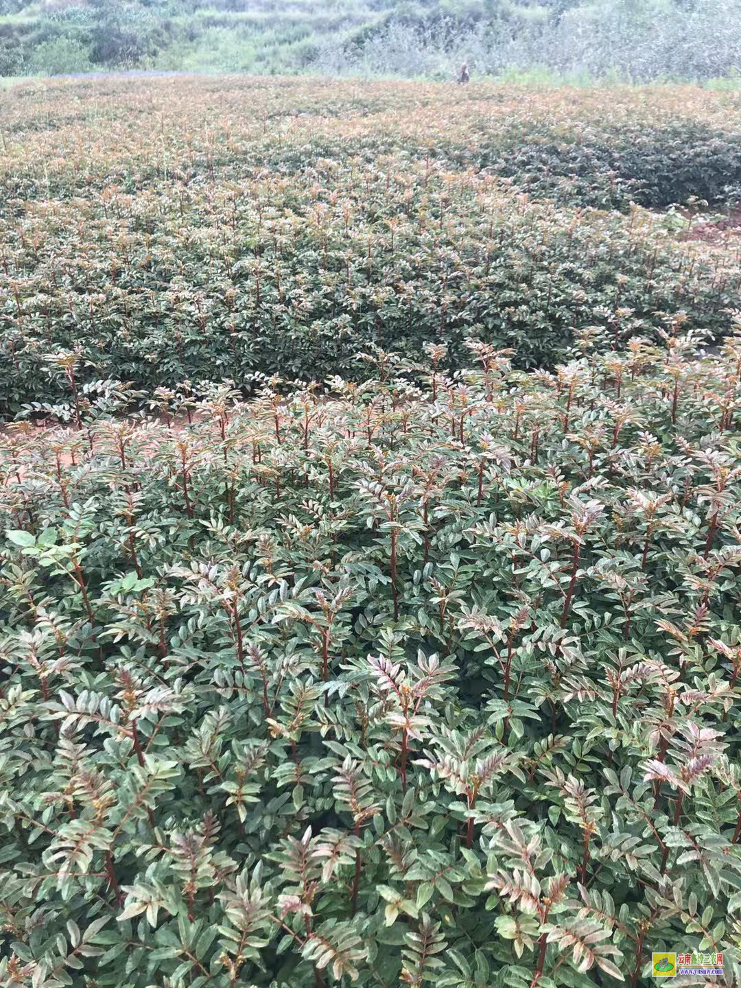 滄源花椒苗圖片及價格|四川花椒苗批發|花椒苗批發基地