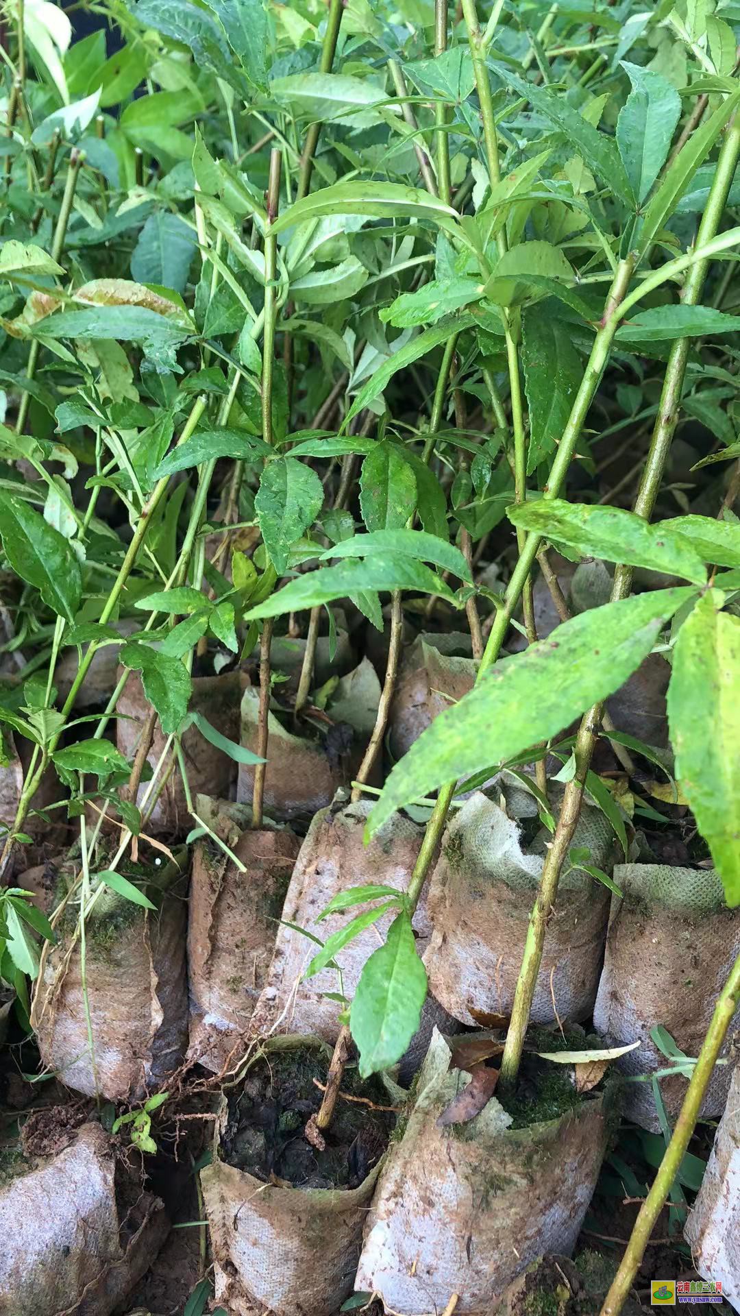 鎮康花椒苗哪里買|云南花椒苗批發|花椒苗批發基地