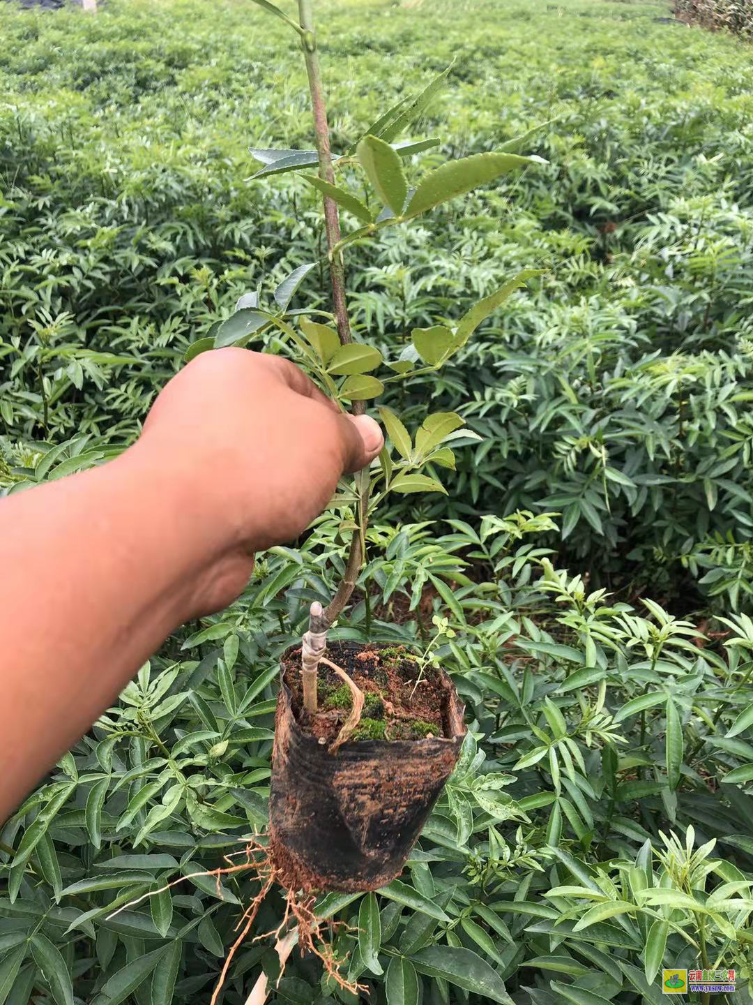 彝良花椒苗的育苗方法|貴州花椒苗批發|花椒苗采購合同范本