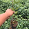 河口花椒苗批發價格0.35元|貴州花椒苗批發|花椒苗采購合同范本