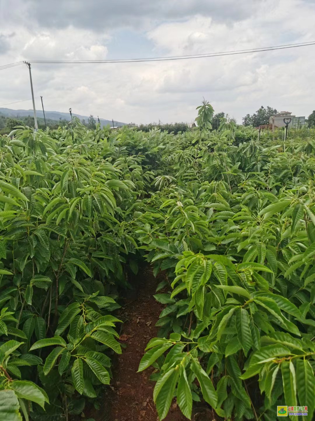 玉溪華寧花椒樹苗怎么種植|貴州花椒苗批發|花椒苗批發基地