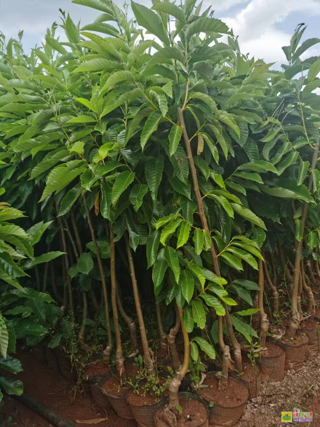 文山硯山花椒樹苗種植|韓城花椒苗批發|花椒苗批發基地