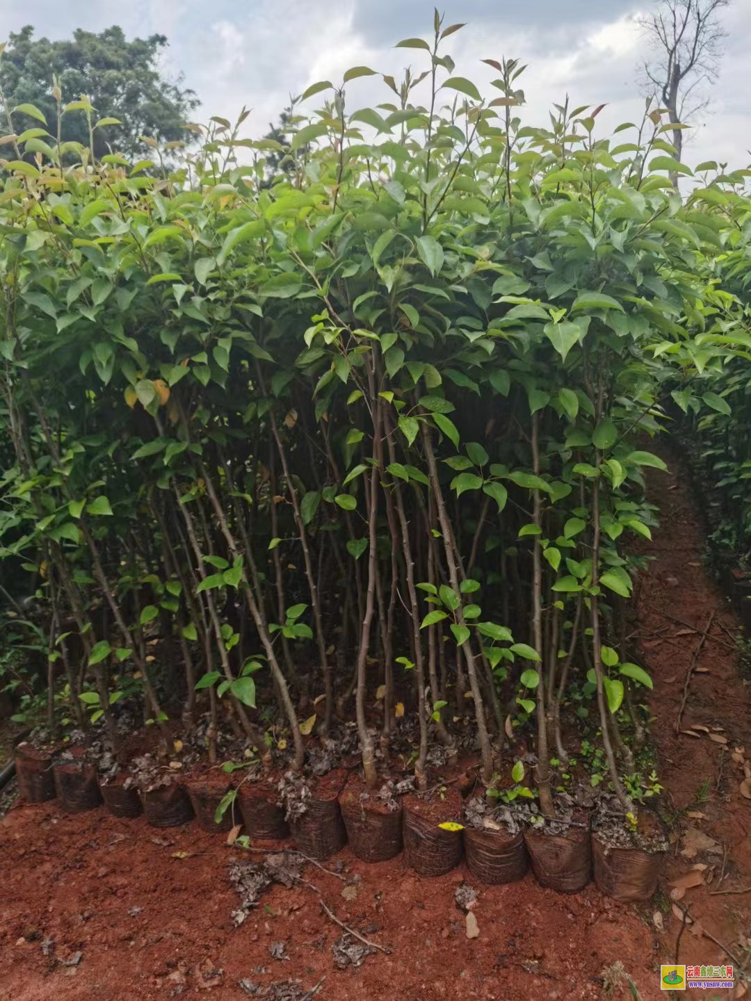 昆明盤龍花椒樹苗種植|四川花椒苗批發|花椒苗批發基地