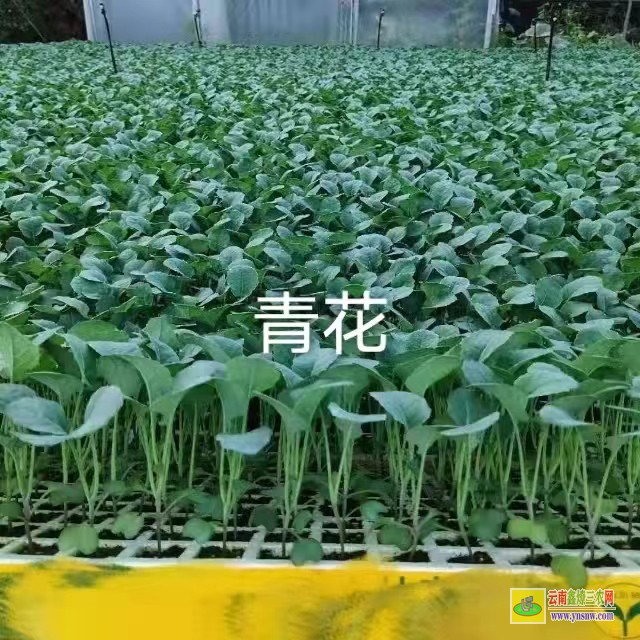 [富源小鐵頭菜批發(fā)] 昆明哪里有蔬菜苗買批發(fā)價(jià)格 哪里有菜苗批發(fā)